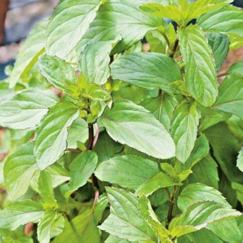 Approx 4000 Seeds of Herb Peppermint Mentha Piperita