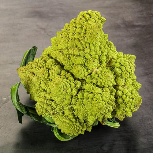 semillas de coliflor tempranas, orgánicas. jardín, resistentes al aire libre exóticas, 100pcs