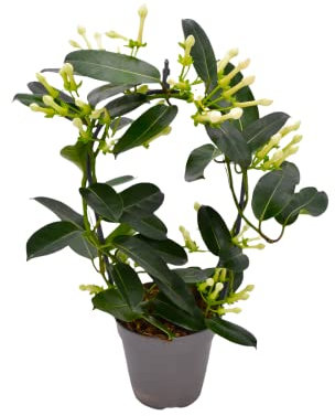 pianta di GELSOMINO DEL MADAGASCAR rampicante STEPHANOTIS AD ARCO PROFUMATISSIMO in vaso 12 AMDGarden