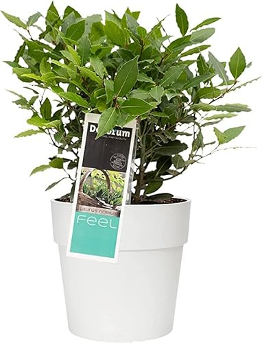 Laurus Nobilis Natural Árbol de Exterior Mediterráneo