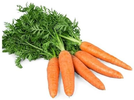 Semillas de Zanahoria de Nantes | DECOALIVE | Semillas Hortículas | Zanahoria Huerto Urbano