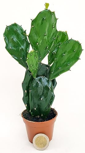OPUNTIA INDICA, FICO D'INDIA MICRO IDEALE PER TERRARIUM, Vaso5,5cm diametro, piante vere