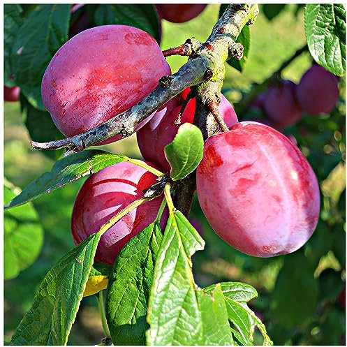 Dwarf Patio Victoria Plum Tree, 3-4ft Tall in a 3L Pot, Miniature & Self-Fertile 3fatpigs®