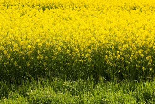 Yellow Mustard Seeds for Planting - Grow Mustard Herb Plants (4 Ounces)