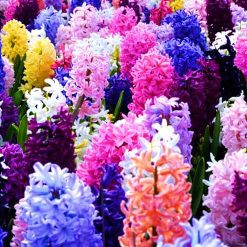 Hyazinthenzwiebel-Winterhart MehrjäHrig,HyazinthenblüTen,Hyazinthen Rhizome,Hyazinthen Zwiebeln,Traubenhyazinthen,Bonsai Pflanze,Schnittblumen-4zwiebeln-c