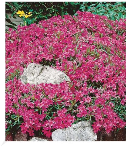 BALDUR Garten Winterharter Bodendecker Roter Teppich-Phlox, 3 Pflanzen Polsterphlox Polster-Flammenblume Polsterstauden Teppichphlox Moosphlox Phlox subulata, trockenresistent, bienenfreundlich