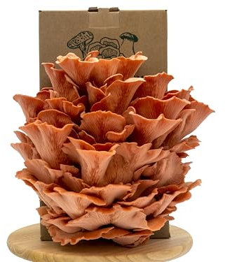 Merit Mushrooms - Large Pink Oyster Mushroom Growing Kit | Ready-to-Grow | Cut and Spray | Mushrooms in as Little as 2 Weeks | Grow Your Own Mushrooms