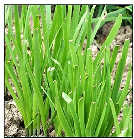 250 Garlic Chives Seeds | Non-GMO | Fresh Garden Seeds