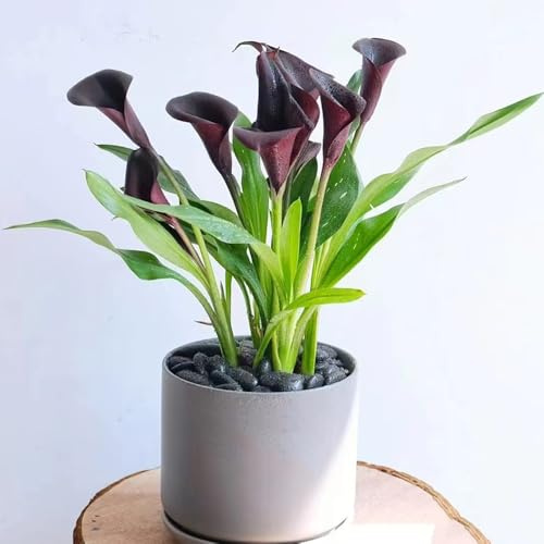 bulbi calla di esotica resistente decorazione balconi decorative giardino del balcone giardino rocce balcone 9pcs