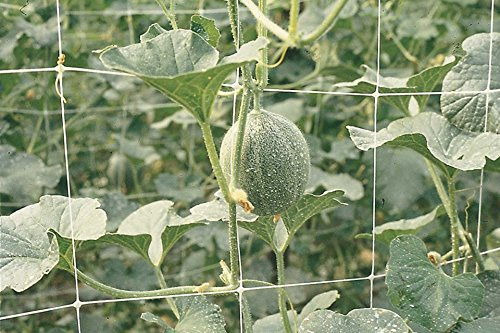 Rete 50 100 metri per ortaggi rampicanti lunghezza - 1,7 metri altezza - spazio 10/15 cm agricoltura (100 metri) piselli