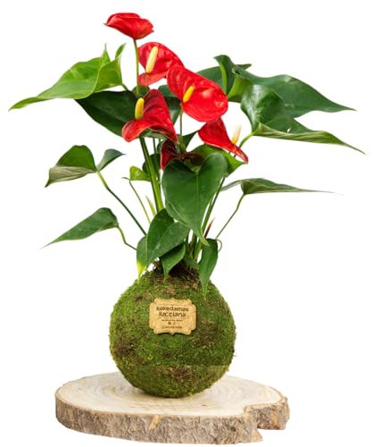 Kokedama Anturio Rojo - Kokedama Interior | Bola de Musgo Vivo | Planta Natural | Planta Interior | Decoración Hogar | Fácil Cuidado y Mantenimiento