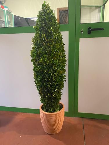 VIVAIO GARDEN FOREST Bosso Stabilizzato Buxus H 115 cm, Pianta Ornamentale Sempreverde Senza Acqua e Senza Manutenzione, Decorazione Verde per Interni