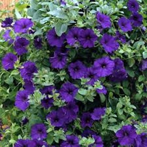 Petunia (Nana Compacta) - l'assessore - 100 semi