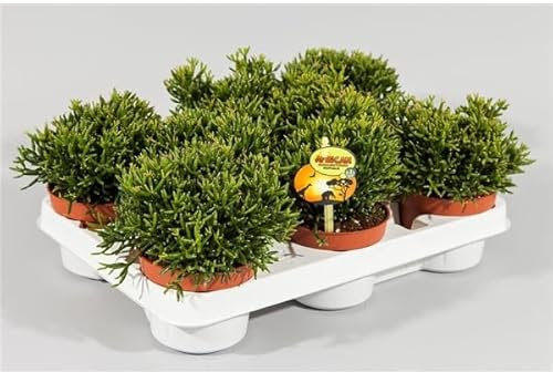 Rhipsalis Cassutha 15 cm – Binsenkaktus/Korallenkaktus im 10,5 cm Topf – pflegeleichte Zimmerpflanze