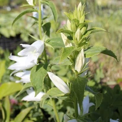 6x Campanula latifolia 'Macrantha Alba' – Vaso 9x9 cm – grande fioritura bianca giardino