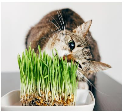 Pet Barley Grass Seed for Cats, Dogs & Small Pets – Grow Your Own | UK, Regeneratively Farmed Seed (5kg in a 10L Bucket)