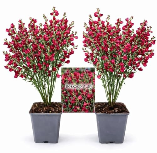 POWERS TO FLOWERS - GINESTRA ROSSA, VARIETA' 'BOSKOOP RUBY', VASO 12CM DIAMETRO, 2 PIANTE, pianta vera