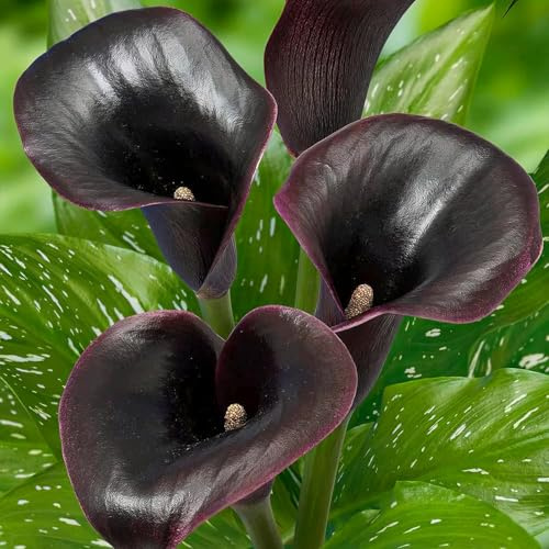 Bulbi Calle Zantedeschia - Black Passion - 5 Bulbi Fiori - Piante e Fiori Esclusivi dall'Olanda - per giardino, vasi e balcone (non semi, non artificiali)