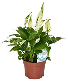 Espatifilo Planta Natural para el Hogar Lirio Flor Blanca para Decorar la Casa