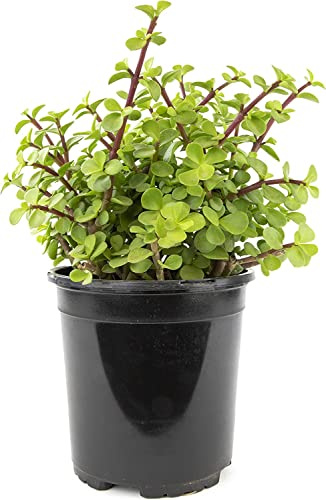 DECOALIVE Árbol de la Abundancia PREMIUM Portulacaria Afra Suculenta Natural, 8435712006248