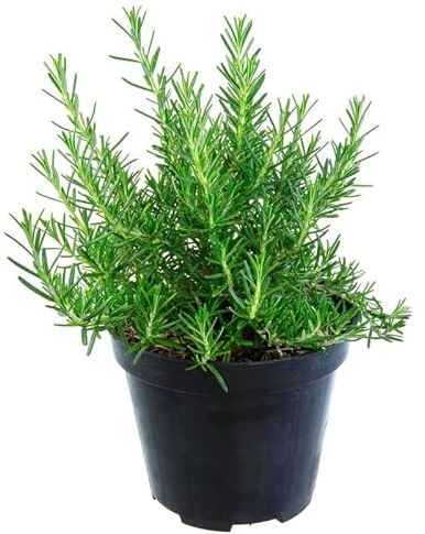 Rosemary Plant in 4 Inch Pot, Fragrant Plants for Indoor Outdoor Planting, Live Perennial Rosemary Plants