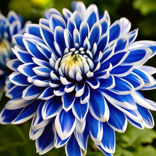 giganti Dalia bulbi,Piante perenni,Dalia pianta vera,resistenti al freddo,Tagliare,Facile da curare(non artificiali)-2 bulbi-I