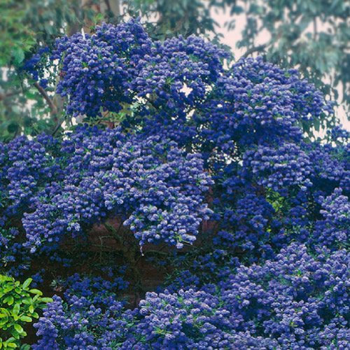 Ceanothus Concha - Evergreen Outdoor Hardy Shrub - Flowering Garden Plant for Borders, Pots, Containers and More (9cm Pot, 20-30cm)