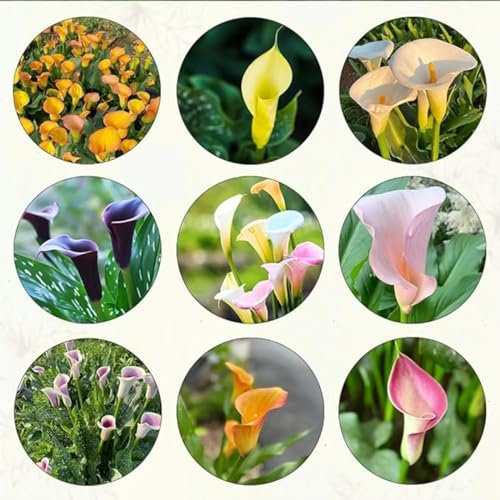 Calla Lily Bulbs for Planting Now UK,Garden Flowers,Hardy Perennial,Plant Bulbs,Cut Flowers,Wedding Flowers,Plant Bulbs,Flowering Rhizome,Strong Plants That Grow Well.-4bulbs-I