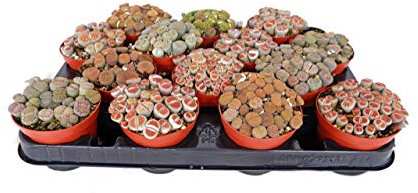 Carbeth Plants Lithops Living Stone Succulent Large Plant in a 9cm Pot