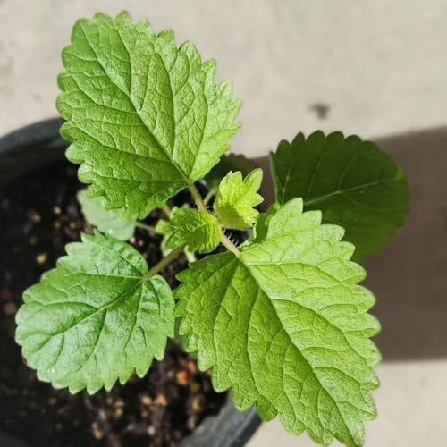 semi di melissa biologici di letti rialzati, balcone del giardino delle di melissa, selvatiche regali sostenibili, orto da balcone, 100pcs