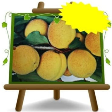 Abricotier Velletri sur Pot de 20 embrayage mirabolano Plante de Fruit Antique autofertile Max 170 cm – 2 ans