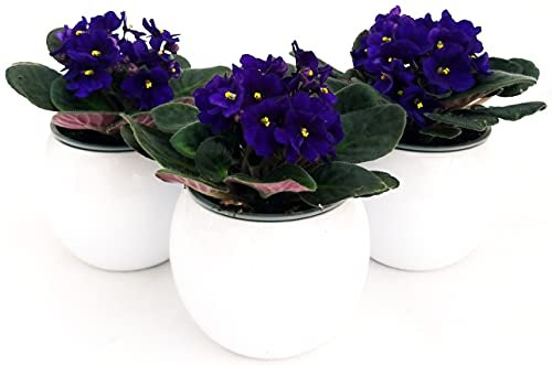 POWERS TO FLOWERS - SAINTPAULIA BLU, 3 PIANTE VASO CERAMICA SFERICO BIANCO, VIOLETTA AFRICANA, pianta vera