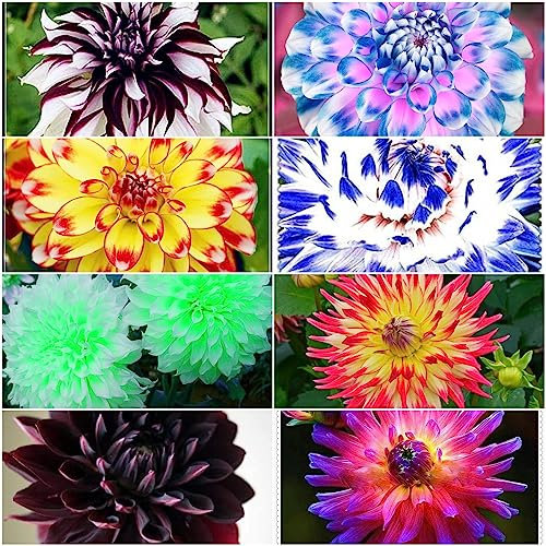 10 pcs dahlien knollen kaufen winterhart - kräutergarten blumenzwiebeln winterhart dahlie dahlia flower mittagsblume winterhart bloom indoor garten wanddeko pflanzen plants blumenzwiebel