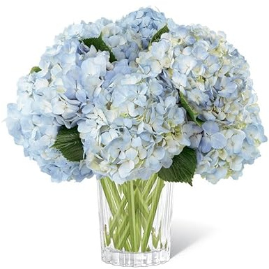 Ramo de Hortensia Natural Color Azul con 10 Flores en Presentación Premium para Detalles Especiales Hydrangeas