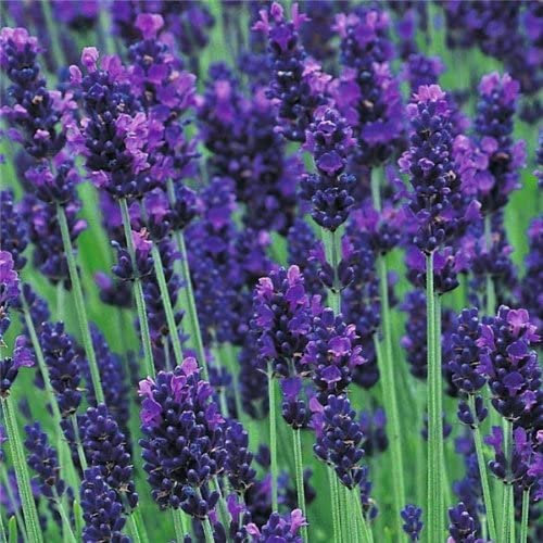 English Lavender Augustifolia 'Hidcote' Perennial Garden Plug Plants (Pack of 6)