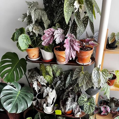 Forellenbegonie Pflanze Samen - immergrüne pflanzen winterhart Begonia maculata, grünpflanzen zimmerpflanzen indoor plants, bio saatgut luftreinigende zimmerpflanzen samen alte sorten 200pcs