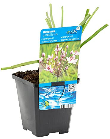 Bloomique - Butomus Umbellatus - Butome en ombelle - Plantes de bassin - Résistante au gel - 15-25 cm de haut - Pot 9 cm