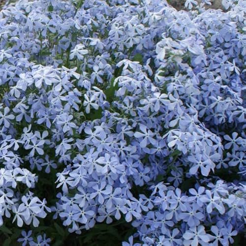 6 x Flammenblume 'Clouds Of Perfume' - Phlox Divaricata 'Clouds Of Perfume' Topf 9x9cm: Duftende Blüten für schattige Standorte