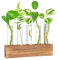 Hwtcjx Jarrón Hidropónica, Estación De Propagación para Plantas, Terrario con Soporte Madera, Florero Cristal, Jarrones Vidrio Macetas para Interior Decoración Mesa Oficina Casa Jardín (5 Botellas)