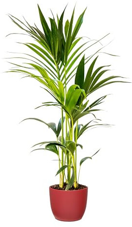 Bonplants Kentia, Palma Vera Tropicale, Howea Forsteriana, Vaso 18 cm, h 105 cm (Vaso Rosso)