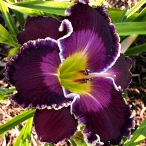 Hemerocallis de crecimiento rápido con estilo natural para decoración exterior-10Bulbos-B