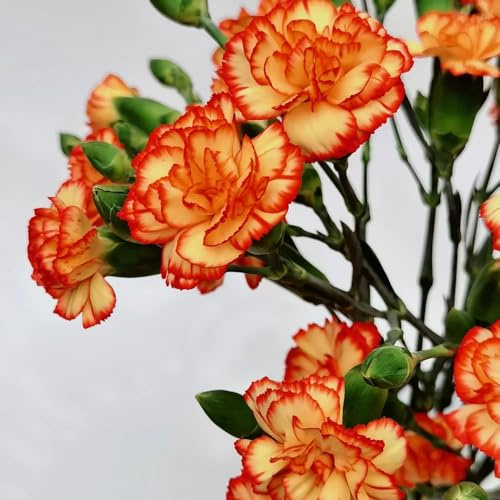 semi di garofano perenni resistenti all'esterno garofani resistenti per il giardino ornamentali decorazione per luoghi 650pcs