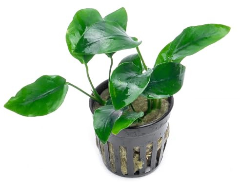 SubstrateSource Anubias Nana Live Aquarium Plants - Potted Freshwater Plant for Fish Tanks, Terrariums - Beginner Friendly Low Light (1 Pot)