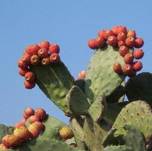NOPAL RED FRUIT nopalina nopalea exotic edible cactus sweet juice seed 20 SEEDS