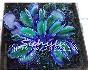 10 Stück Blaue exotische fressende Pflanze Samen Sukkulenten muscipula Bonsai Seed Venusfliegenfalle Fleisch fressende Anlagen leicht wachsen