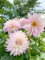 Dalias, bulbos de dalia: plantas en maceta para jardín de exterior, bulbos de flores de primavera fáciles de cultivar-10 bulbos-B