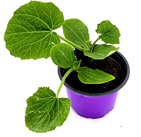 Zucchini-Pflanze Zodiac