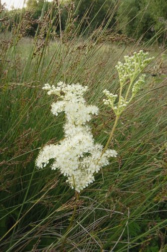 Just Seed British Wild Flower - Meadowsweet - Filipendula ulmaria - 600 Seed