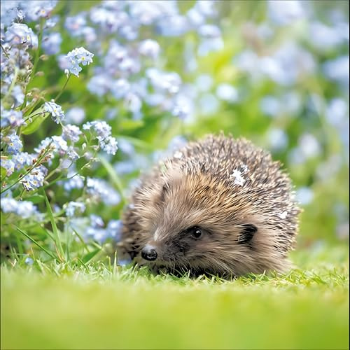 Woodmansterne Birthday or All-Occasion Card - RSPB Wildlife - Hedgehog in Floral Meadow - Blank Inside - For Men or Women - Nature Greeting Card