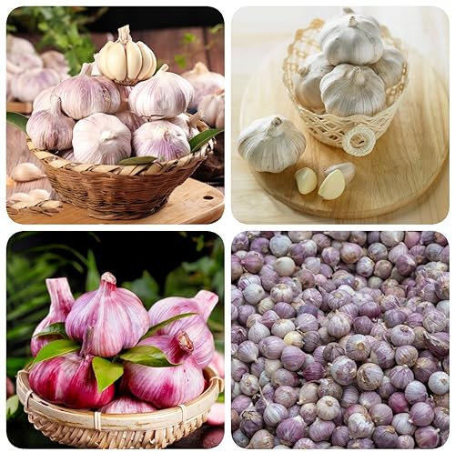 100 pcs knoblauch samen winterhart - Allium sativum - gemüsebeet balkon pflanzensamen knoblauch zum pflanzen kaufen, winterknoblauch pflanzknoblauch, pflanzen winterhart draußen planzen
